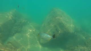 Sri Lanka, Mirissa Beach, Snorkeling, @jjblueworld