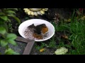 Cute robin bathing in the garden!