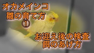 オカメインコ  雛の育て方　お迎え後の検査　差し餌のあげ方　Cockatiel, How to feed a nestling