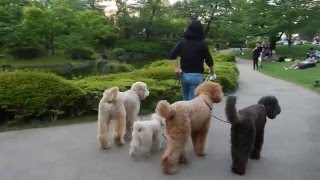 アンヘリートの愛犬・モコ④～巨大プードルの行列