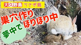 穴掘りうさちゃん！発見！上手に巣穴作っています。