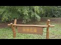 asmr 赤城自然園ウォーク take a walk in akagi nature park