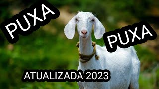 PUXADA DA CABRA GRUPO 06