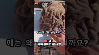 얘는 왜 이러는걸까요? 쭈글쭈글 댕댕이