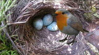 British robin breeding || Robin feeding babies|| Robin taking care new born chicks|| #robin