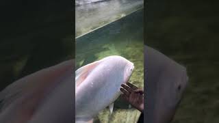 White fish 🐠🐋🐟 #music##aquarium ##Two Riders##please subscribe to my chor##beautifulnature