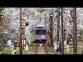 【嵐電】春の京都 嵐電 桜のトンネル（鳴滝～宇多野）　走行動画＆前面展望