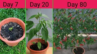 Paano magtanim ng sili sa paso (seed to harvest) how to grow hot pepper in pot.