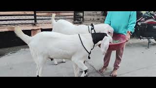 Top quality Sojat bakre full quality banne wale bakre 2025_2026 sale #bakra #goat #ajmerbkramandi