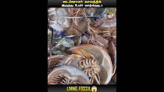 டைனோசர் காலத்திலிருந்து உயிர் வாழும் மிருகங்கள் || LIVING FOSSIL || MIC LA SOLLU