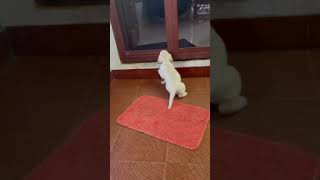 Tovy the Labrador knocking door