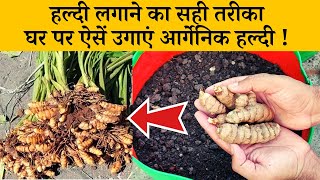 हल्दी लगाने का सही तरीका, घर पर ऐसें उगाएं आर्गेनिक हल्दी ! Haldi Kaise Ugaye Ghar Par | Gardening