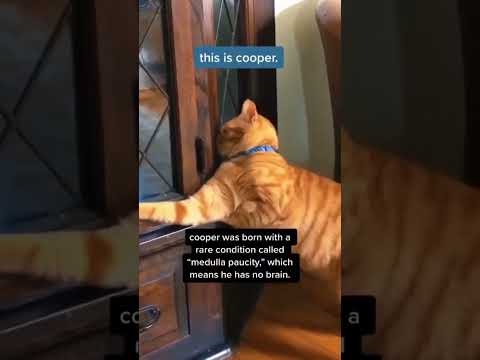 No Thoughts Head Empty Shorts Youtube