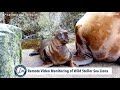 Pups Developing Skills: Chiswell Island Steller Sea Lion Research 2023