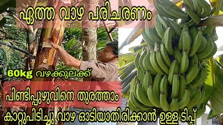 #banana ഏത്ത വാഴ പരിചരണം പിണ്ടിപ്പുഴുവിനെ തുരത്താൻ ഉള്ള മാർഗങ്ങൾ,കാറ്റു പിടിച്ചു ഓടിയാതിരിക്കാൻ