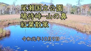 尾瀬の鳩待峠から山の鼻までの紅葉は・・・【尾瀬日記】2019年10月9日