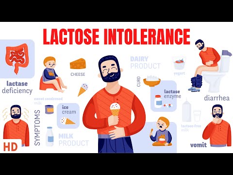 What characteristics may predispose individuals to become lactose intolerant?