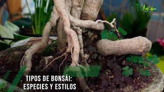 Tipos de bonsái: especies y estilos - TvAgro por Juan Gonzalo Angel Restrepo