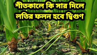 শীতকালে কি সার দিলে লতির ফলন হবে দ্বিগুণ  | কচু চাষ পদ্ধতি | কৃষি প্রতিবেদন