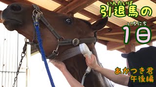 引退馬の1日　あかつき君　午後編