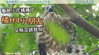 20240619 （2）看見小花媽媽了，橘H4小朋友又飛又該該叫【花家│鳳頭蒼鷹Crested Goshawk】