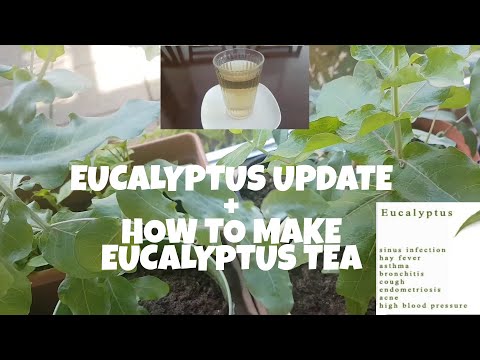 How do you make eucalyptus tea from fresh leaves?