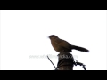 hear the call of a panicked streaked laughing thrush