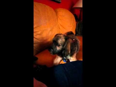 My dog can't stop licking the air My dog can't stop licking the air