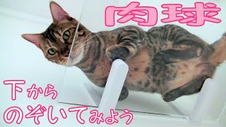 取り付け簡単！透明ステップ【キャットロード プラス】で愛猫の肉球丸見え☆Easy to install! Let's see paw pads of our cats on【Catroad+】