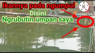 The others are astonished ||  carp fishing ||  how can the fish collect in my stall