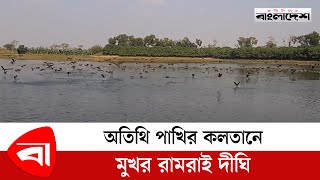 অতিথি পাখির কলতানে মুখর রামরাই দীঘি @ProtidinerBangladesh