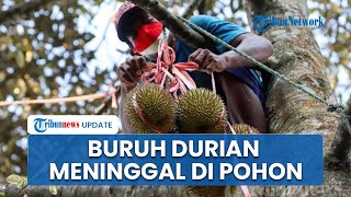 Viral Buruh Panjat Durian Meninggal Dunia di Atas Pohon, Awalnya Mengeluh Sakit saat Sudah manjat