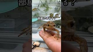 可愛すぎる手乗りカエルさんはこちらです★ #カエル #frog #かえる #癒し #ミヤコヒキガエル #ペット #おもしろ #かわいい #shorts #short #イエアメガエル