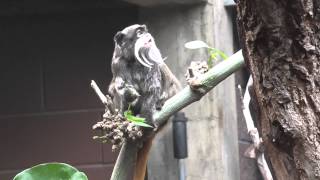 Cute emperor tamarin eats a twig (London zoo)