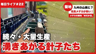 【めだか沼】毎日ライブ＃22続々•大量生産！簡単に誰でもメダカを殖やす方法…湧きあがる針子たち2023.8.29