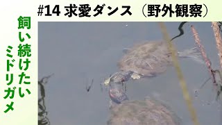 求愛行動をとるミシシッピアカミミガメ（ミドリガメ）｜捨てないで！ ミドリガメの飼い方番外編(#14) 2019/05/05