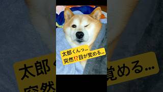 【柴犬・太郞】太郞くん、目覚め…？？😀笑