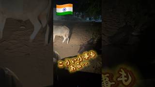 🇮🇳インドにて🇮🇳牛はヒンドゥー教の神聖な動物と聞いてましたが‥。どうしても邪魔な時は石を投げるくらいは良いそうです。#海外旅行 #インド旅行 #インド旅 #worldtravel #観光地