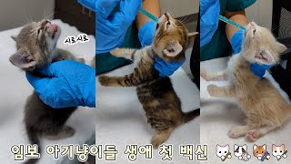 임보 아기 고양이들 첫 백신 맞은 날 (30일차)