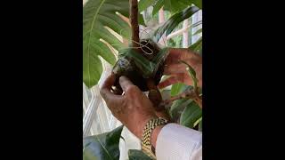 Air-Layering Breadfruit Trees