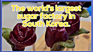 The world's largest sugar factory in South Korea.