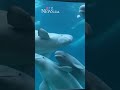 Ottawa endorses plan to re-home Canada's last remaining captive whales
