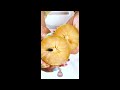 how to eat sapodilla aka chikoo or naseberry