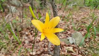 Hemerocallis dumortieri, 각시원추리