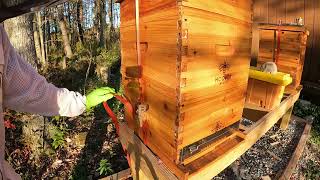 Fall Beehive Inspection! (No Talking)