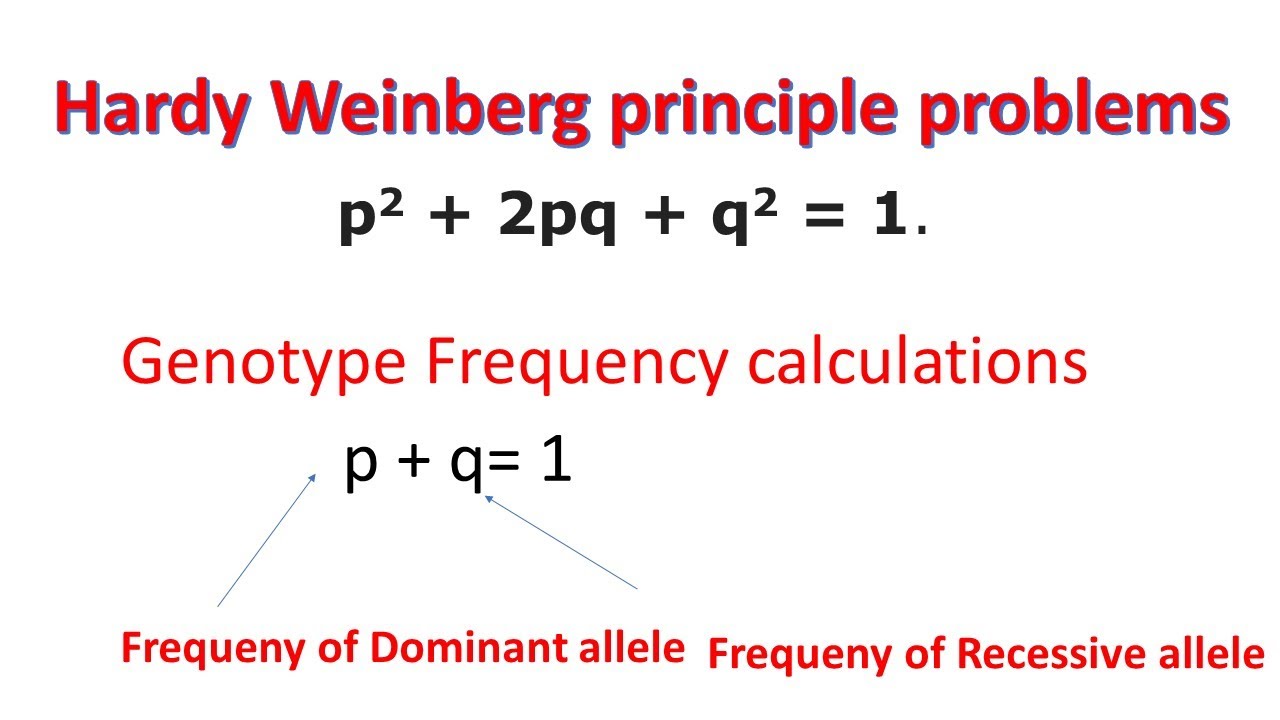 Hardy Weinberg Principle Problems | Genotype Frequency | Allele ...