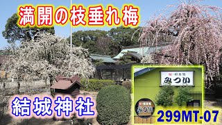 299MT-07三重県：満開の枝垂れ梅・結城神社・みつい