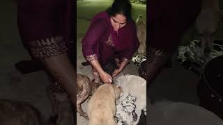 మూడు రోజుల తరువాత కనపడింది 🐕7993650049🙏#dogslife#dogsfunnyvideos#feedingdogs