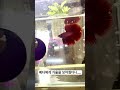 베타는 쌈닭이다 베타에게 거울을 보여주면 생기는 놀라운 일 shorts 베타 aquarium bettafish