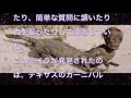 【衝撃】【グロ注意】見たことない激ヤバ奇怪動物まとめ１１連発！！マジで引くレベル・・・